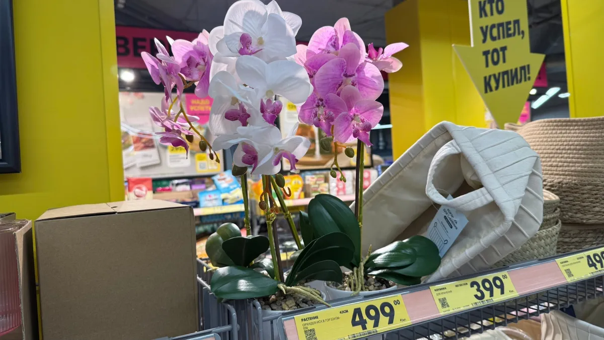 «Светофор» готовится к 8 марта — полки уже пустеют: к женскому празднику подвезли орхидеи, саженцы для дачников и турецкий шампунь