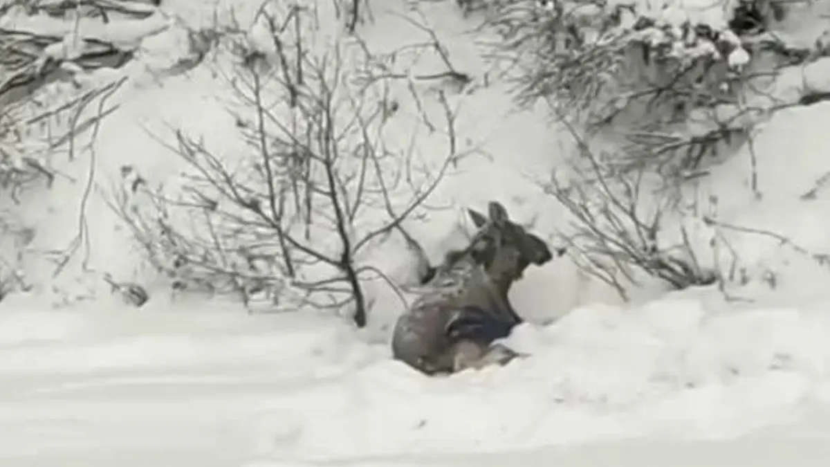 В деревне Борисоглебского района нашли раненого лося