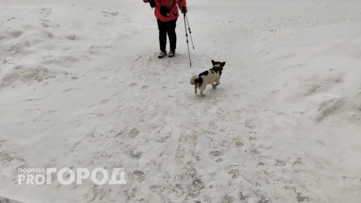 Друг с первого взгляда: 11 пород собак, которые любят людей больше лакомств