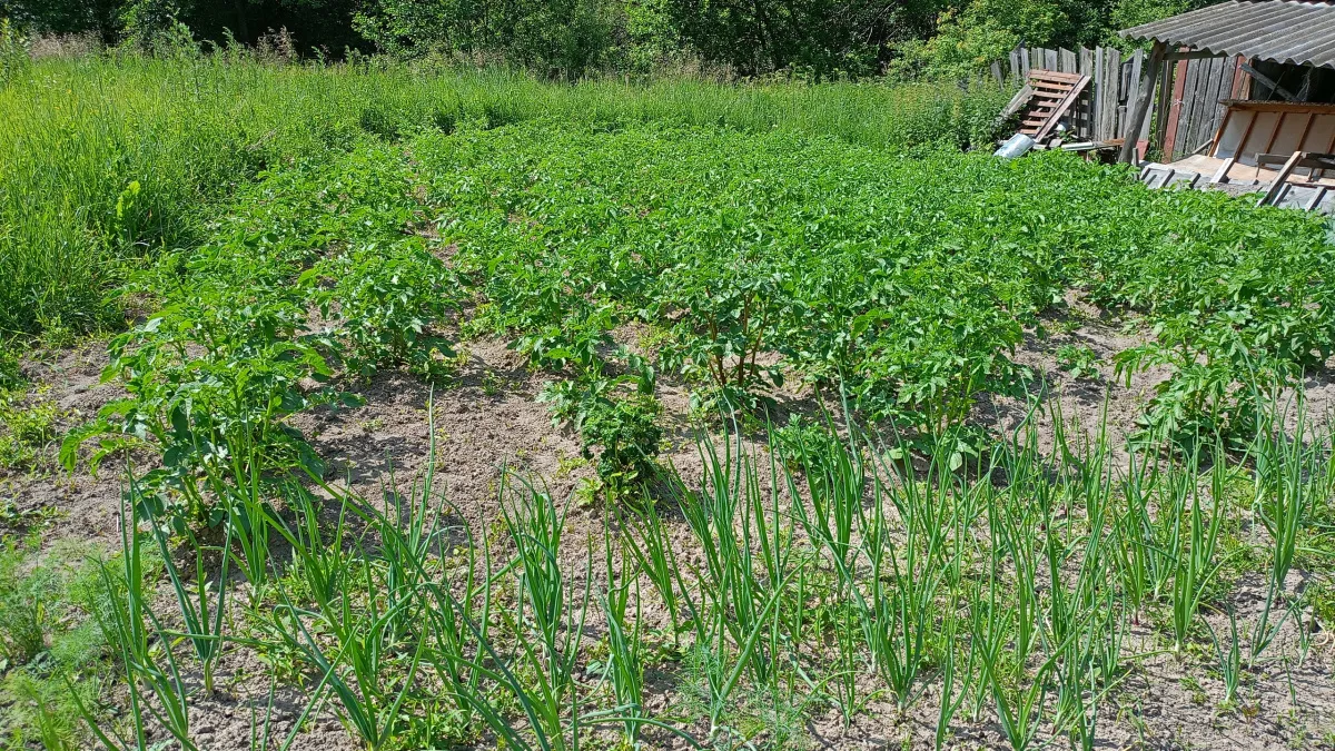 Копал, а там мелочь, пока не исправил 3 ошибки: теперь с 4 соток собираю 160 вёдер картофеля — соседи приходят смотреть