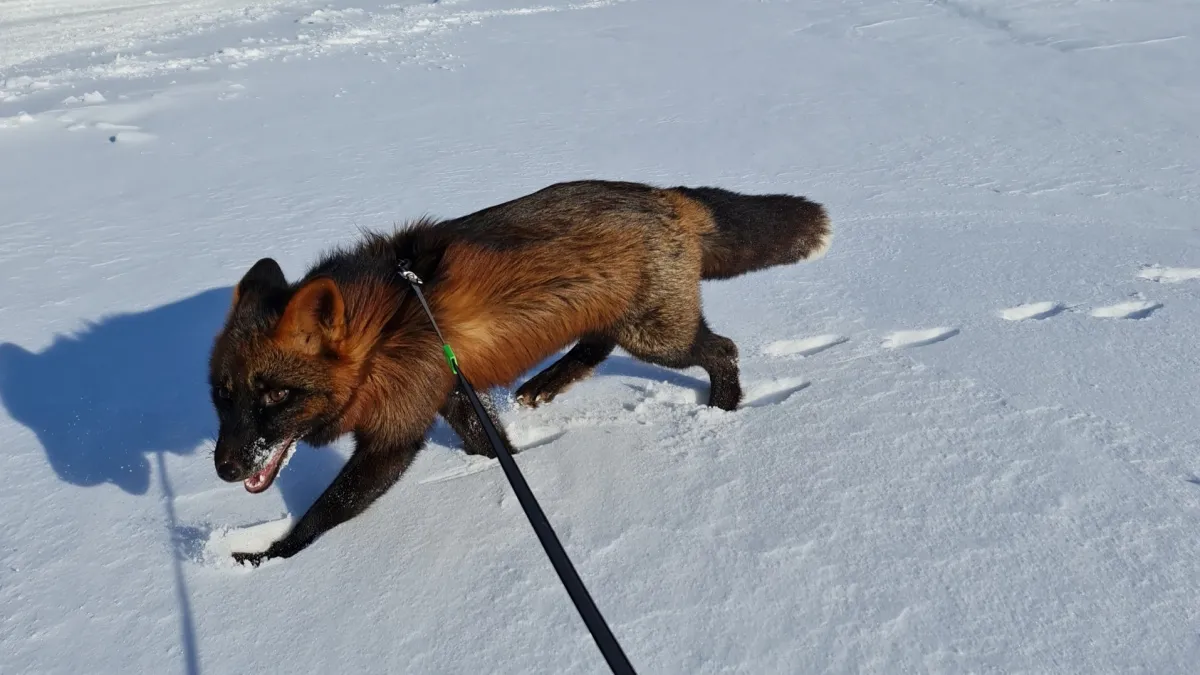  В Ярославле объявили вознаграждение за поимку домашнего лиса Фоксика