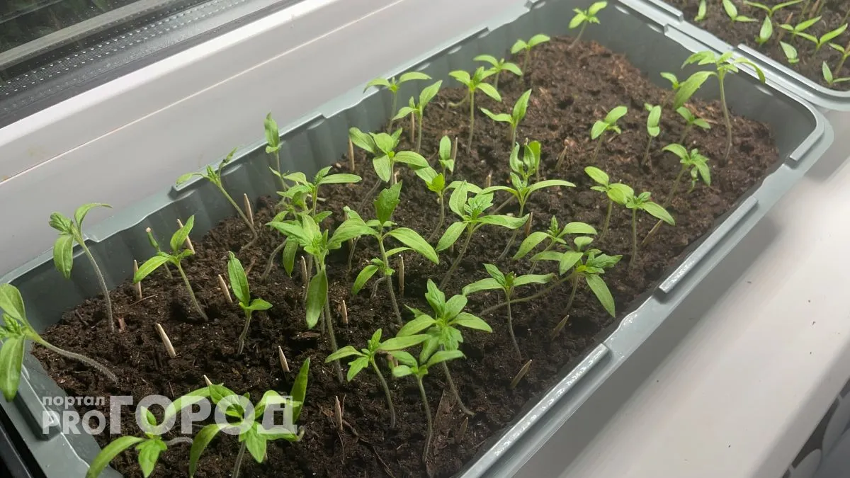 Лунно-посевной календарь на 2026 год: берите блокнот и ручку и записывайте