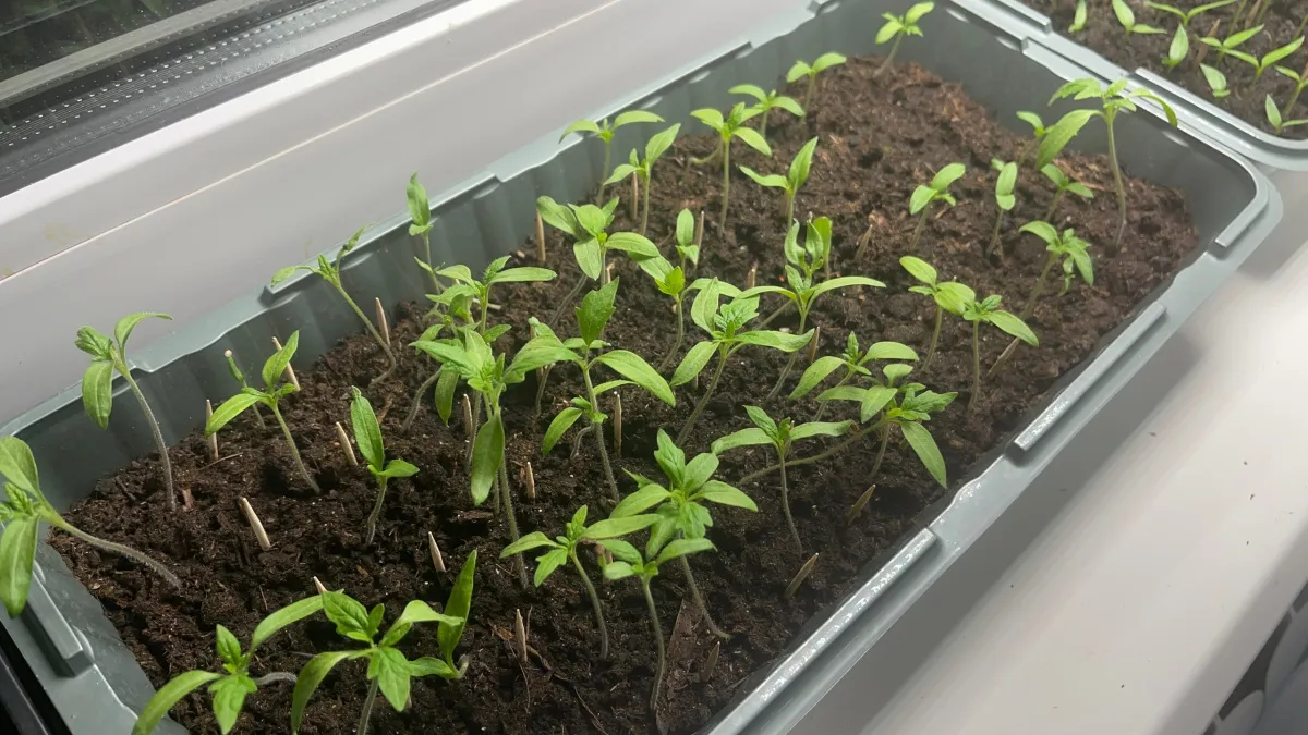 Ошибки, которые убивают рассаду в марте: 7 промахов, лишающих вас урожая, — проверьте сейчас