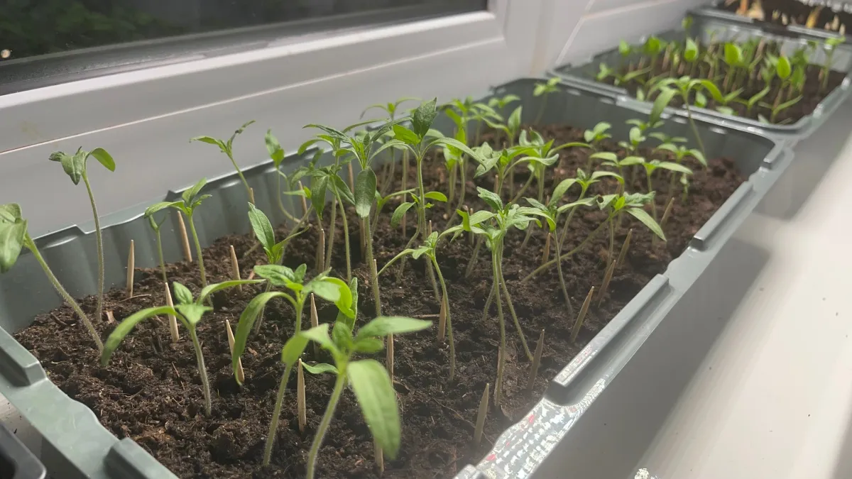 Секретные приёмы агрономов: как помочь рассаде пережить пикировку без стресса — растения быстро пойдут в рост
