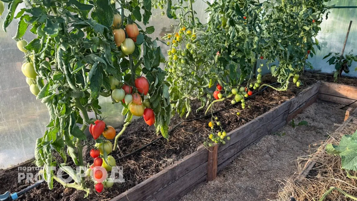 Как вырастить сочные томаты без химии - лучше, чем в узбекских ларьках 