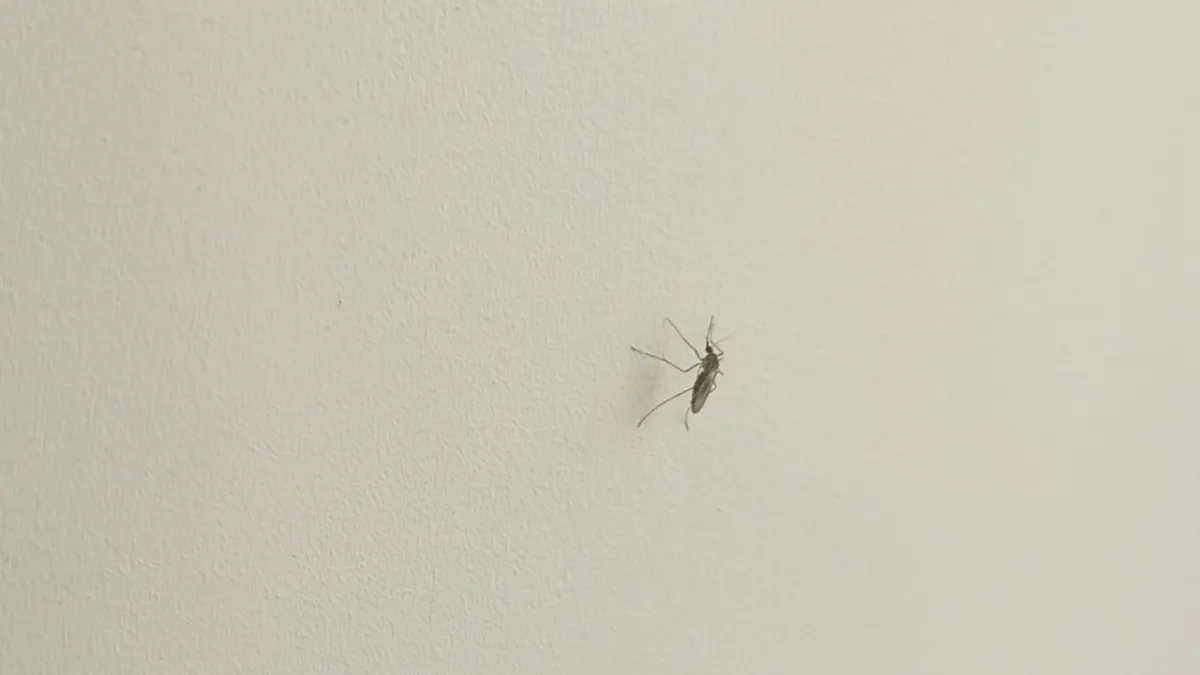 Ждать ли в Ярославской области нашествия комаров: ответ ярославского зоолога 