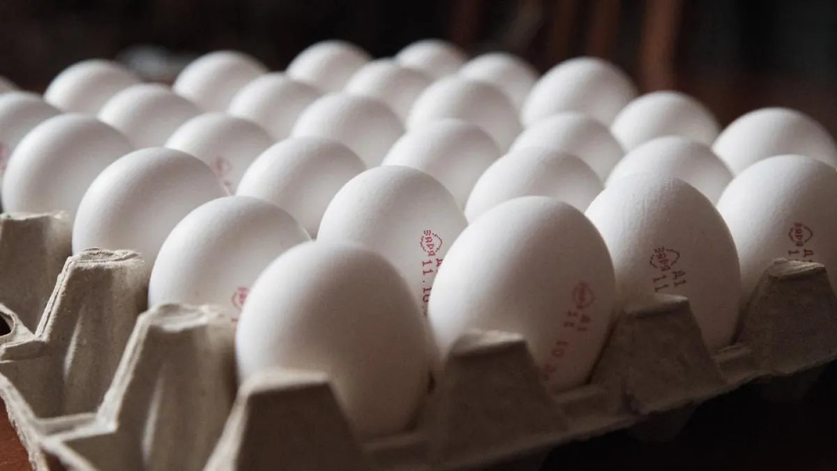 Поголовье птицы в Ярославской области упало до 7 миллионов голов