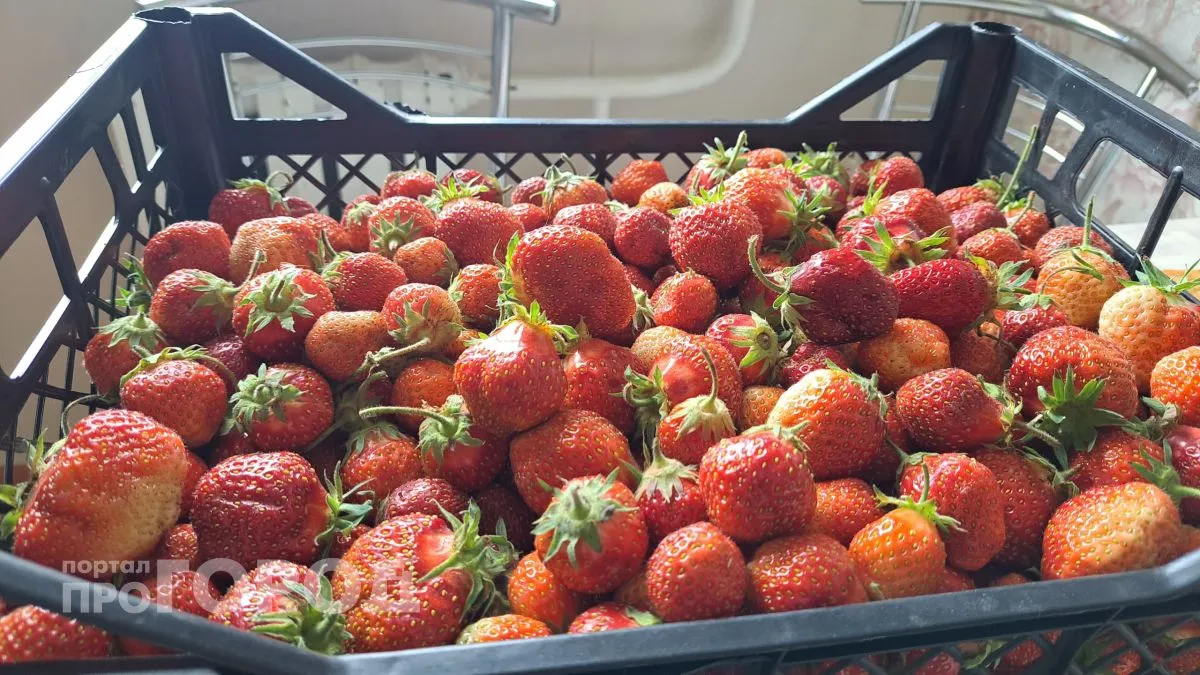 Клубника без гнили и плесени: какие грядки и укрытия выбирают опытные дачники