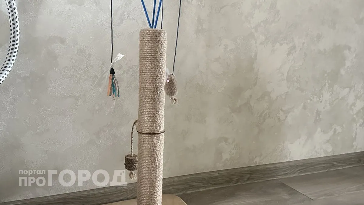 Больше не куплю когтеточку: 5 идей для игр с вашим животным почти за бесплатно 