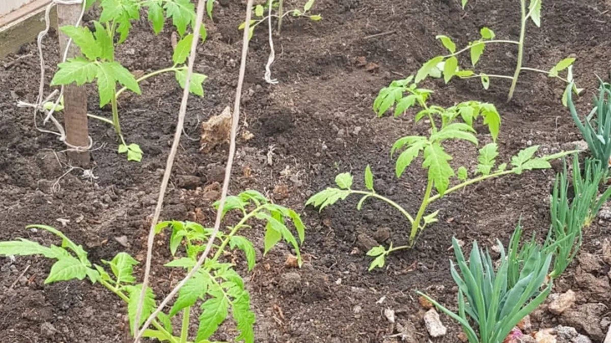 Томаты начнут расти как на дрожжах и обгонят соседские: раскрываем секретный рецепт подкормки от опытных дачников