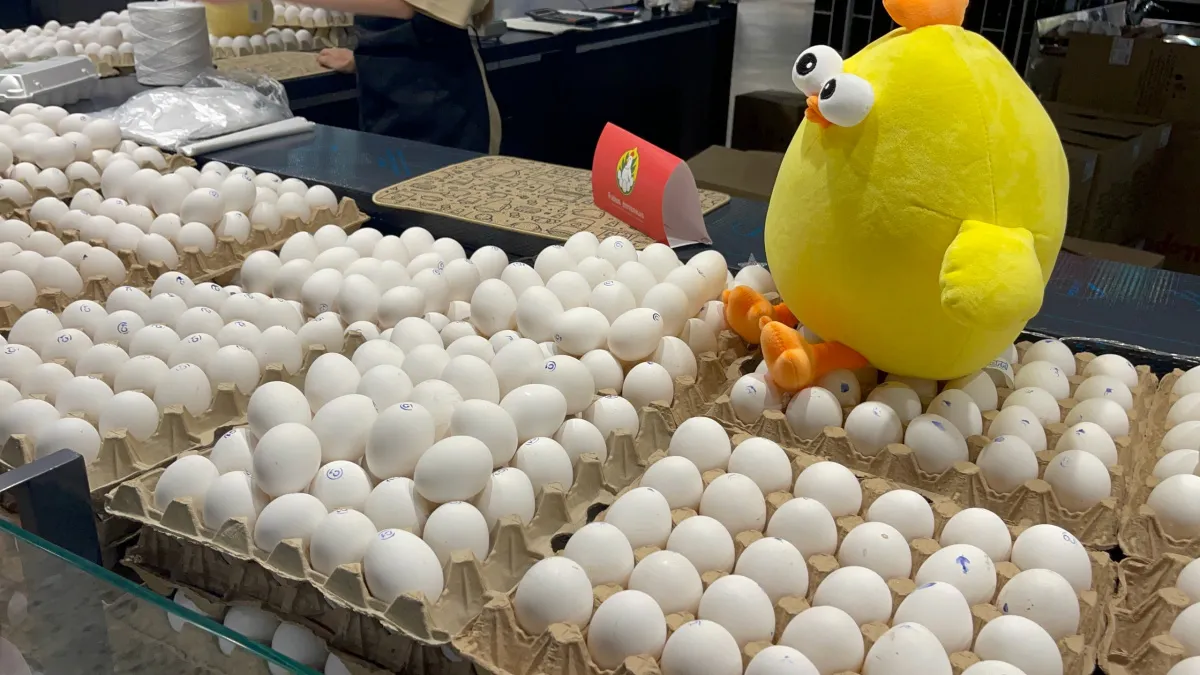 Крупные яйца по скидке — ловушка для покупателей: почему работники птицефабрик их не берут