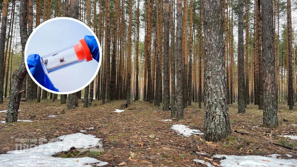 Проверенные трюки рыбаков: как просто избавиться от клеща без ниток и шприца