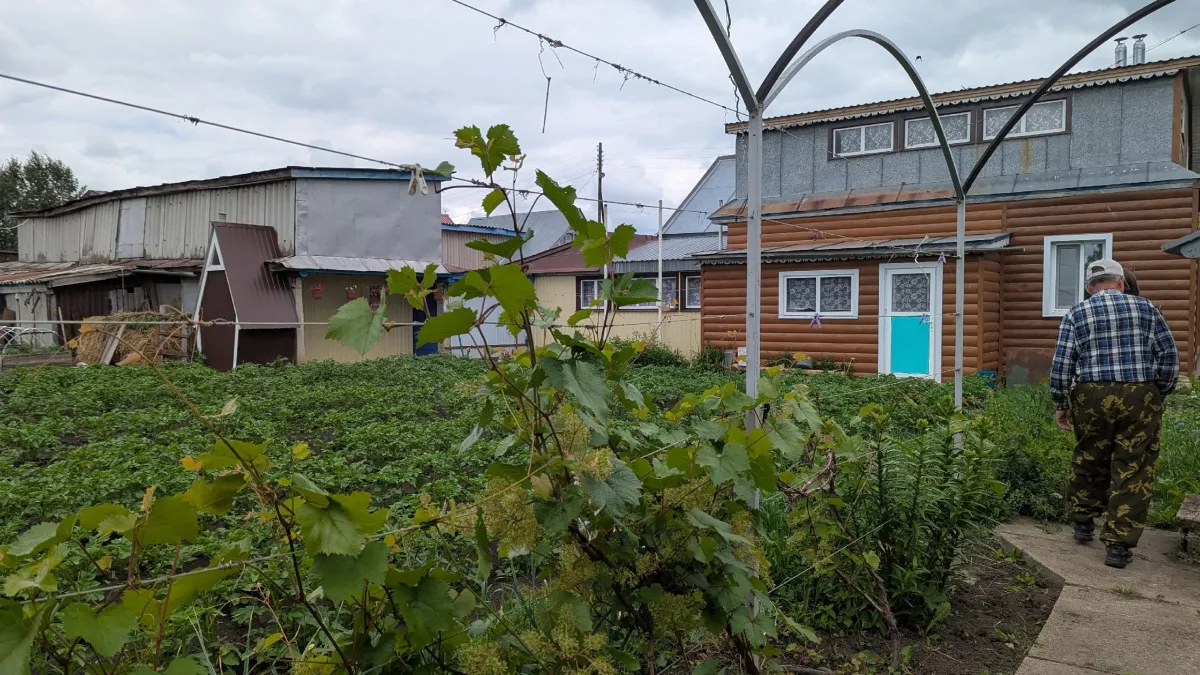 Навоз и компост уходят в прошлое: картон заменит удобрения и избавит от сорняков — раскрываем секрет