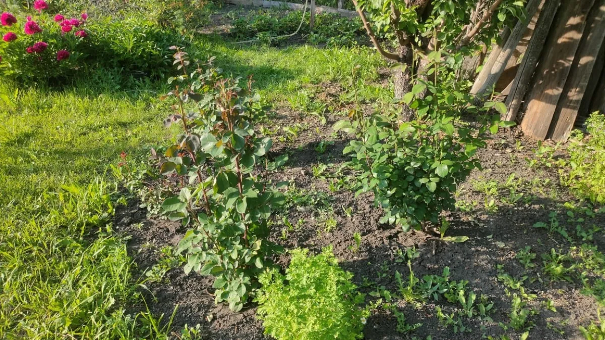 Дачники попадут на штраф: какие растения больше нельзя выращивать на своем участке 