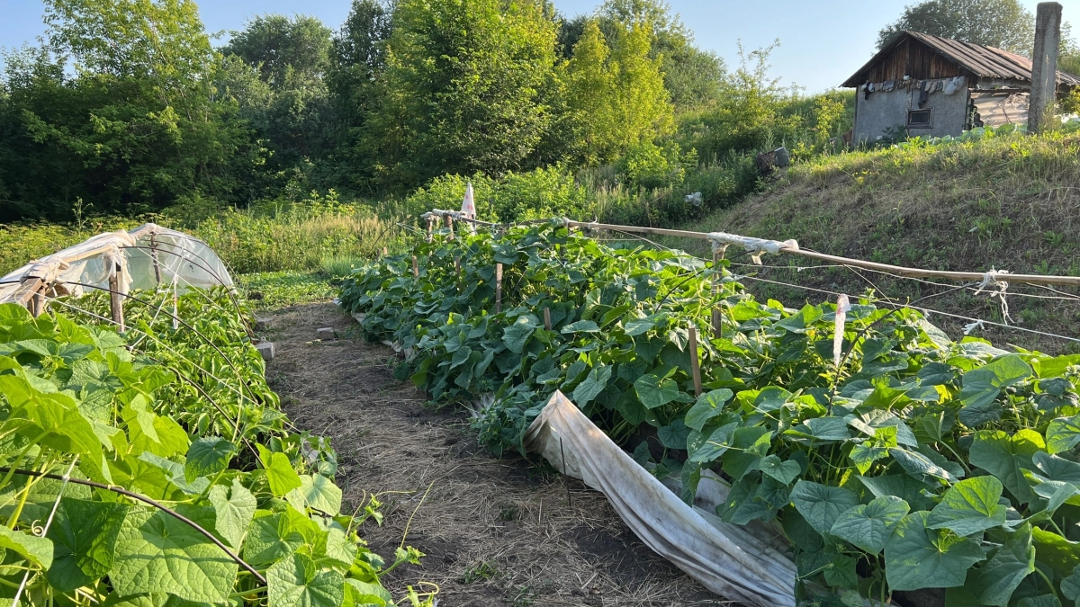 Подземные грядки — революция на участке: сделал один раз, а собираешь урожай 10 лет