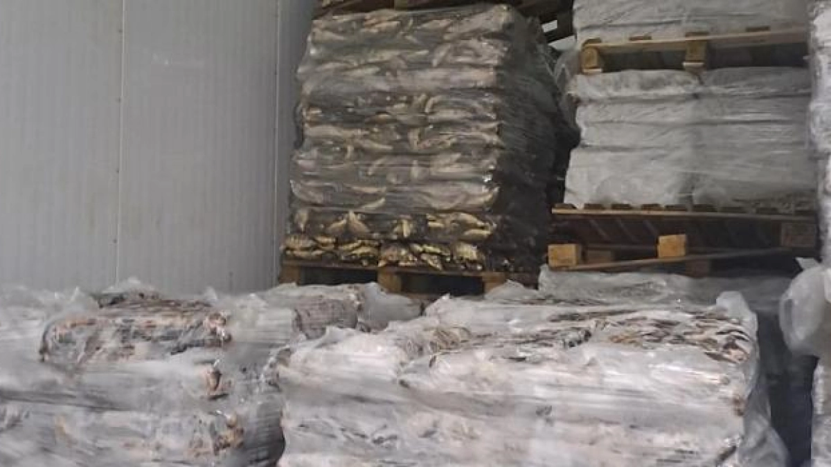 В Рыбинске обезличенную рыбу хранили без сроков годности