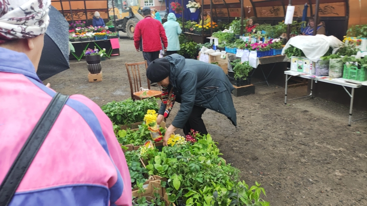 Осторожно, обман в садовом отделе: почему цветущие саженцы в марте — плохая идея
