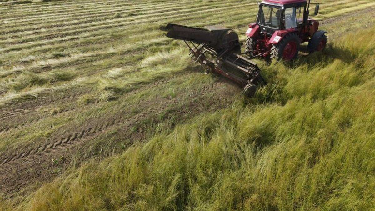 Ярославская область заняла третье место в ЦФО по производству льноволокна