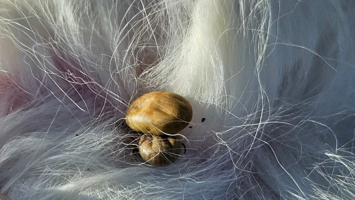 Ждать ли в Ярославской области африканских клещей: ответ ярославского зоолога