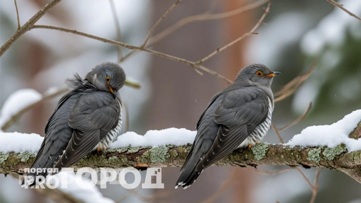 Как его только не коверкают: правильное название самца кукушки