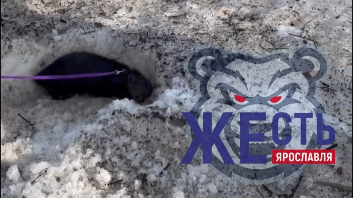 В Ярославле выгуливают соболя