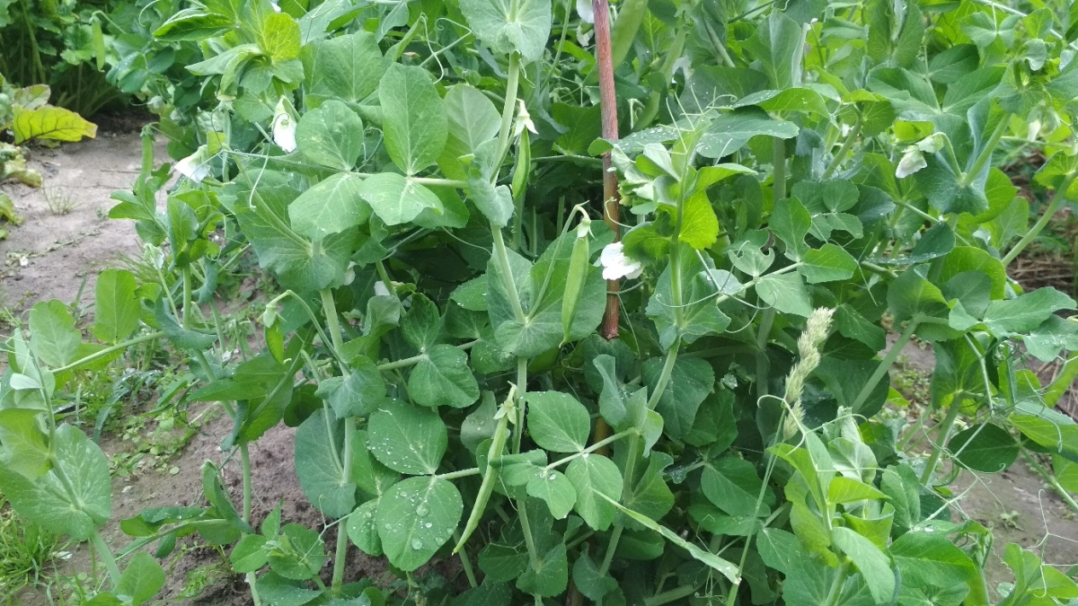 Дети сметают горох с грядки за минуты: секрет в одном необычном способе посадки