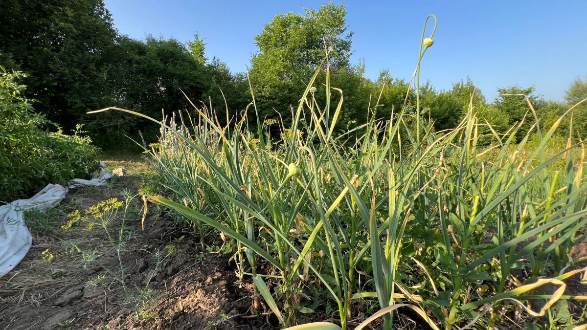 Делаю это сразу после схода снега и чеснок не желтеет: раскрываем секрет первой подкормки после зимы