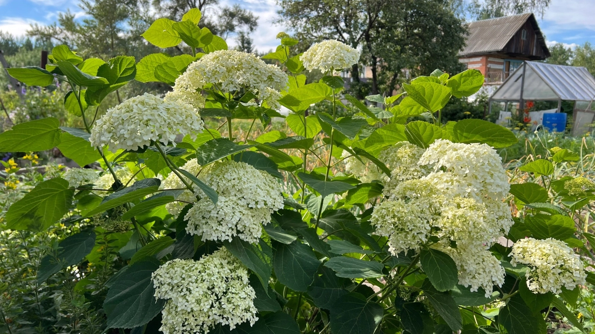 Гортензия уходит в прошлое: почему садоводы массово отказываются от любимого цветка