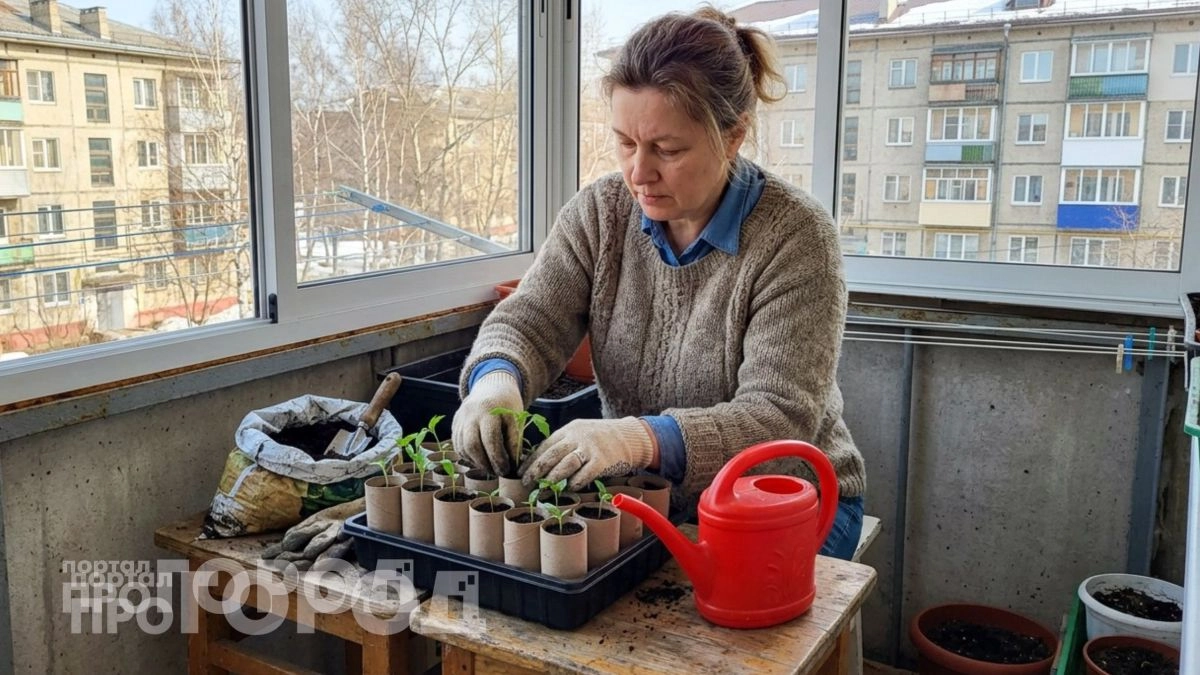 Втулки от туалетной бумаги больше не выкидываю - рассада растет как на дрожжах даже на балконе