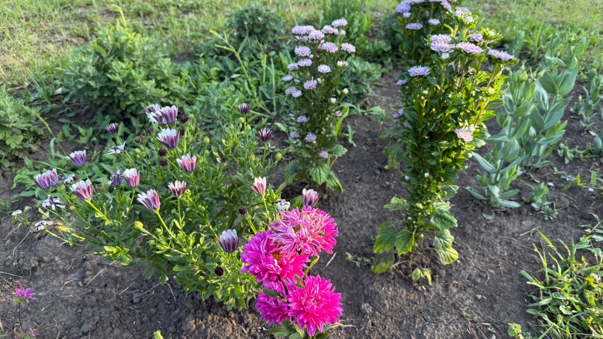 Почему астры не стоит сеять дома: лайфхаки от садовода с 30‑летним стажем
