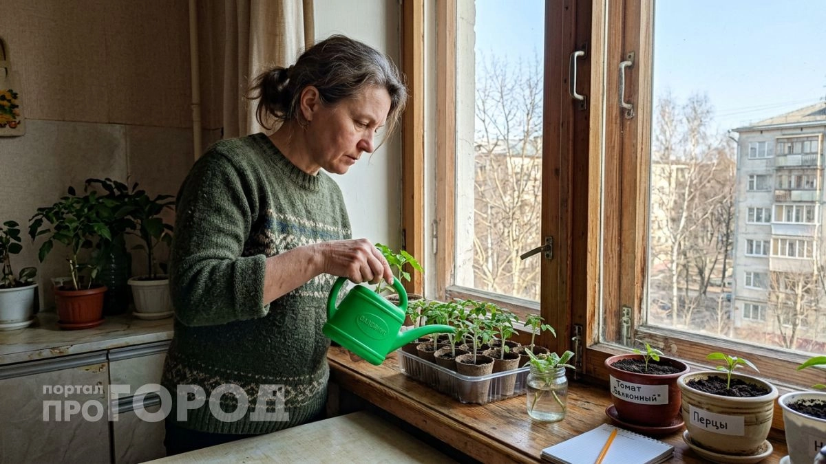 Сею томаты в мокрую тряпку и получаю крепкие ростки с толстым стеблем за 4 дня