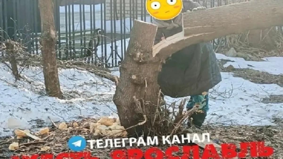 Ярославская пенсионерка пилит клены во дворе — соседи в растерянности