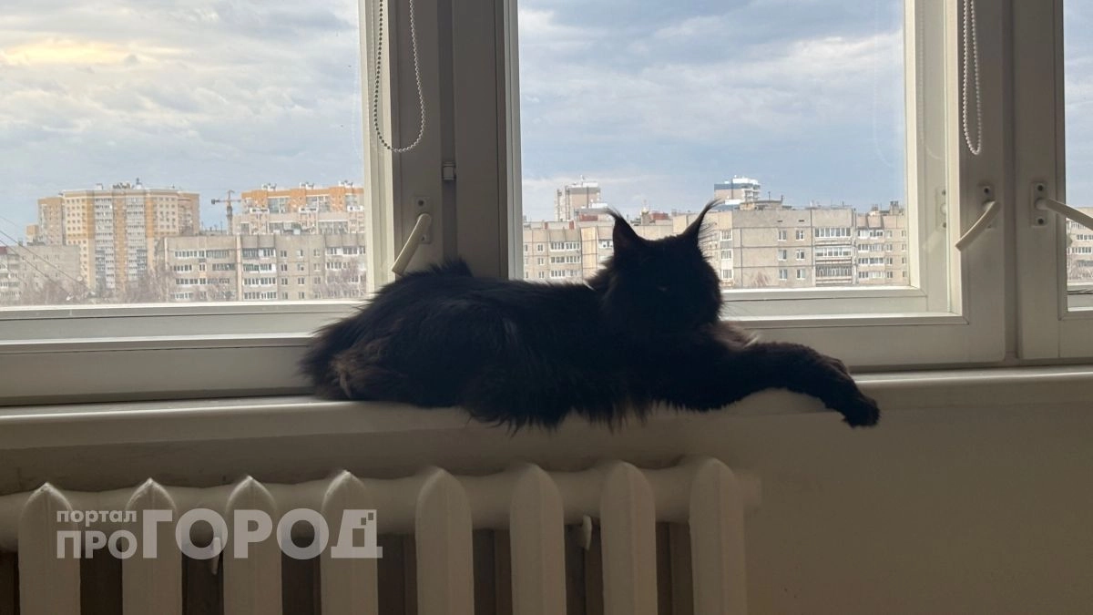 Если кошка лежит в этих позах, то это знак обратиться к ветеринару как можно скорее