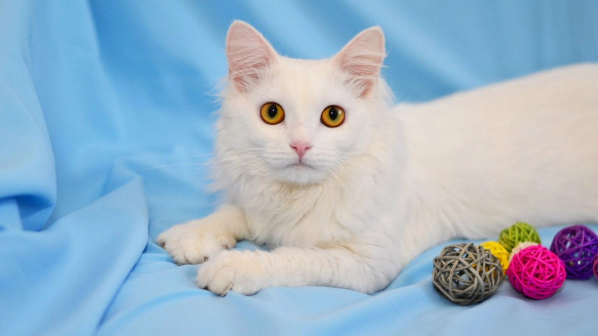 Как подготовить питомца к вакцинации и почему это важно для его здоровья