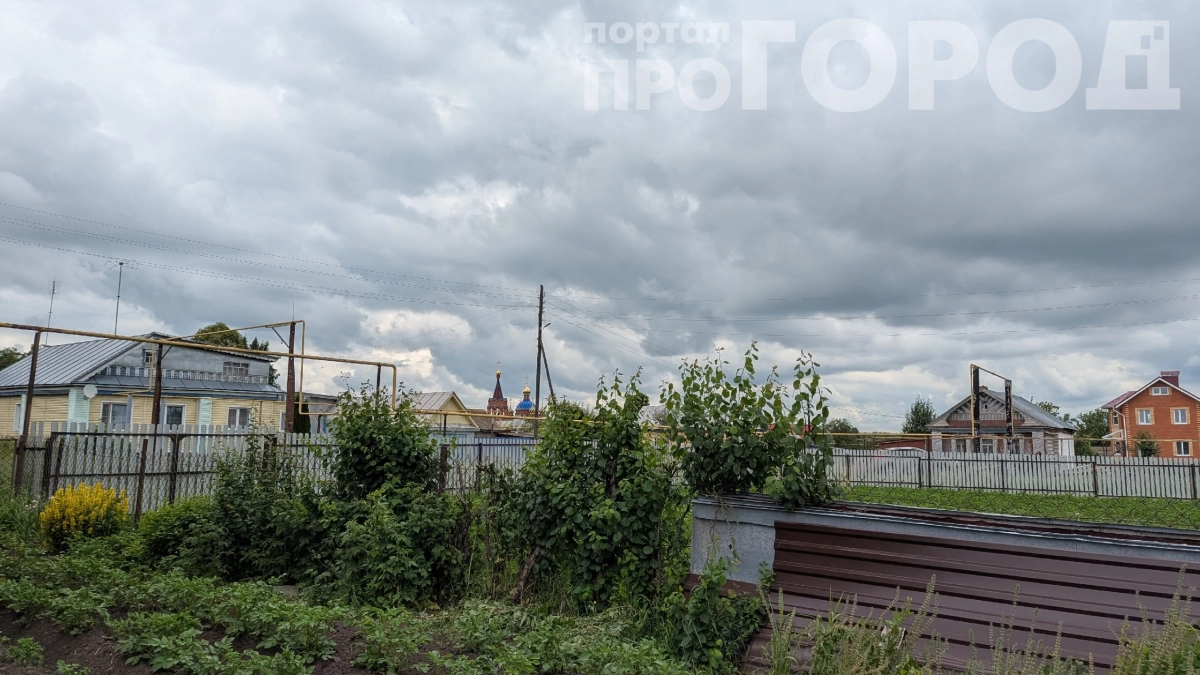 Секрет опытных дачников: как сода за 60 минут прогоняет тлю с 25 кустов — рецепт, проверенный на практике