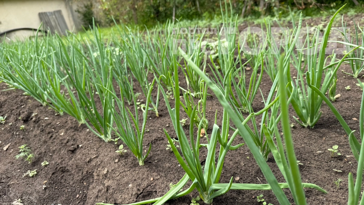 Почему лук стоит рассадить по всему огороду: не верила, пока не проверила — в этом году садить буду также