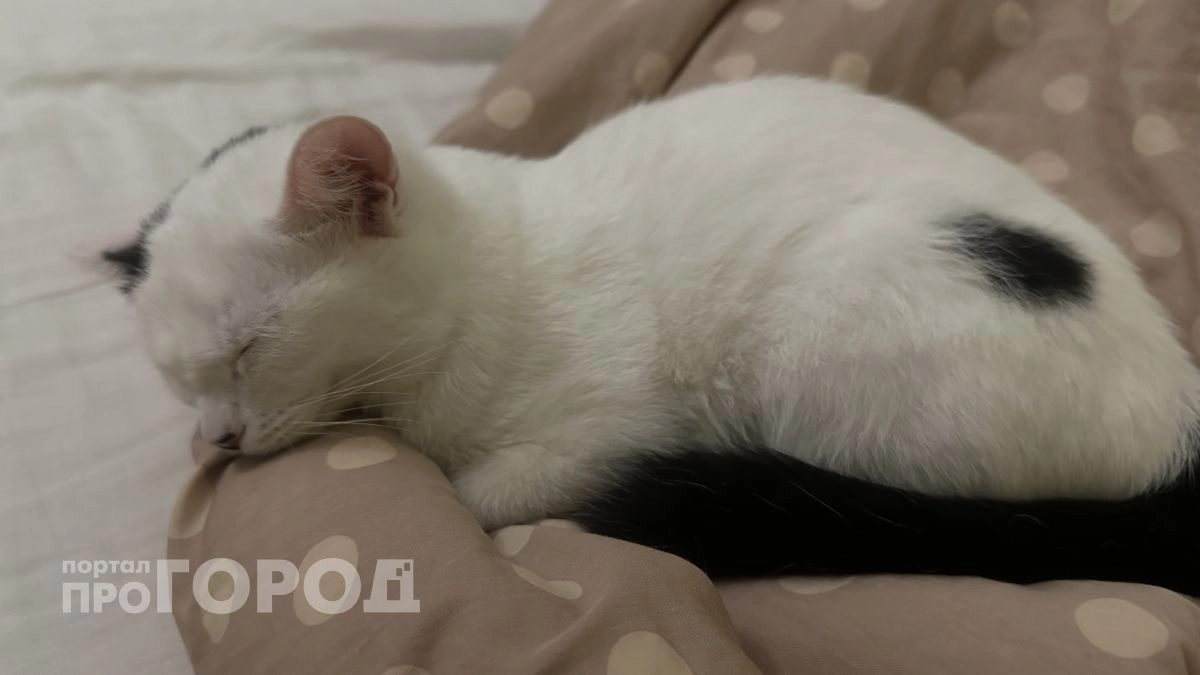 Кошка кричит о помощи, если делает эти 3 действия - срочно проверьте, есть ли это у вашего питомца