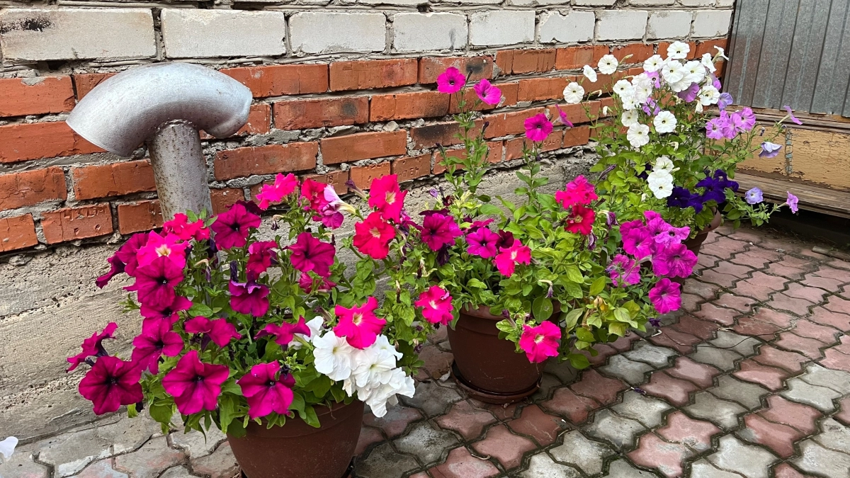 «Посадил и забыл»: 7 цветов для ленивого сада — цветут всё лето без рассады