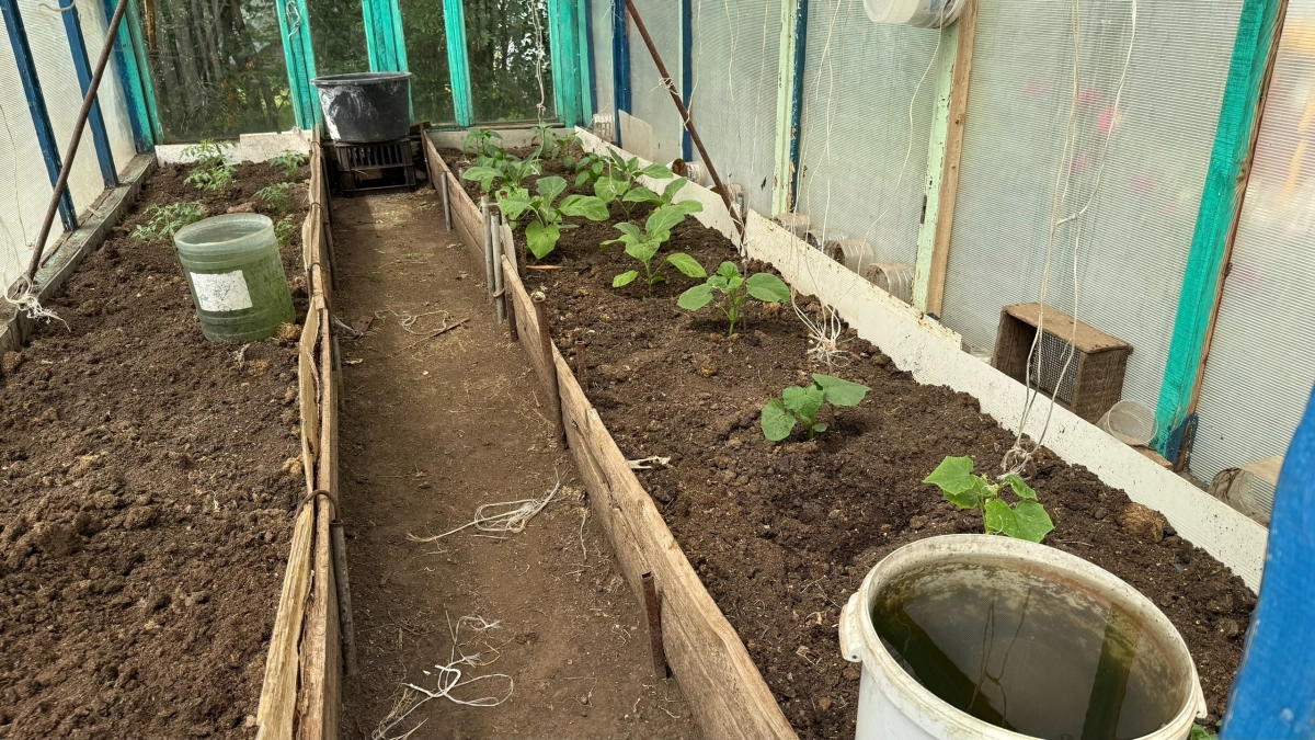 Закапываю бутылки в грядки и проблем не знаю: этот лайфхак увеличит урожай на 40 % — секрет белорусских дачников