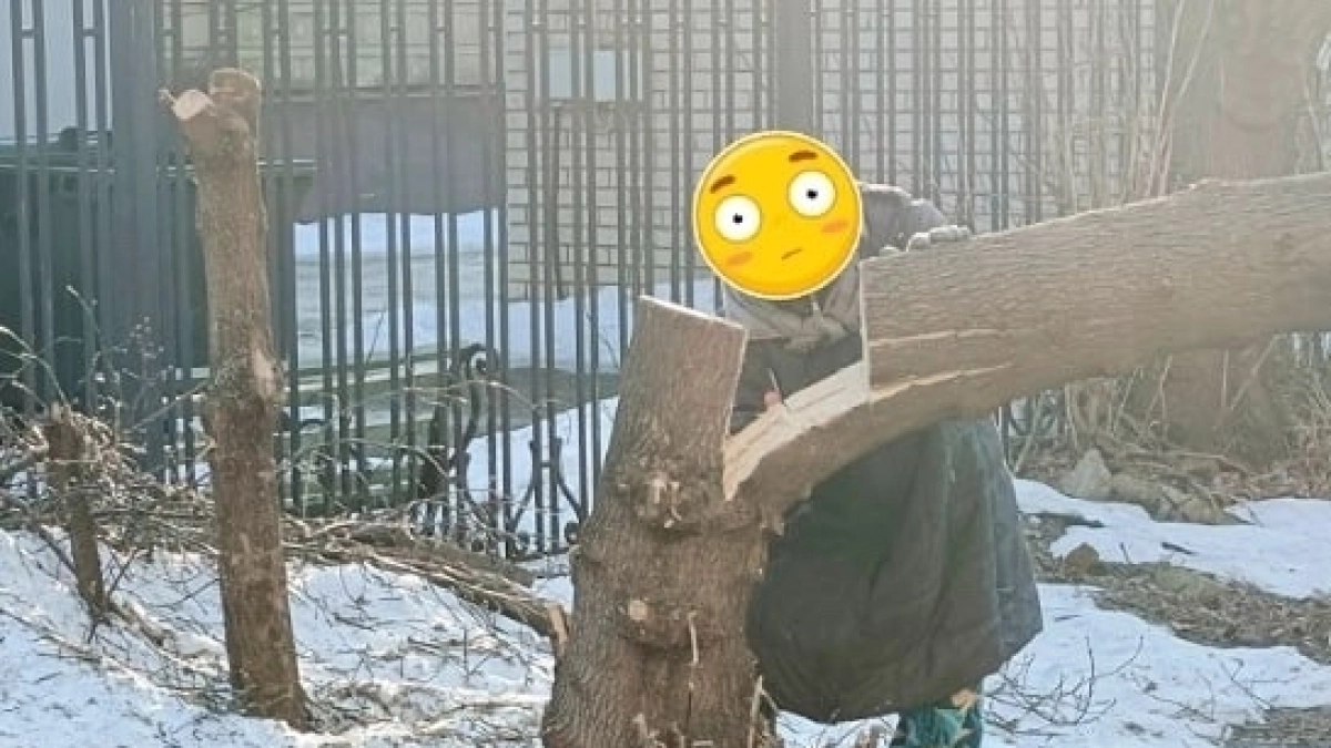 Ярославская пенсионерка терроризирует двор ручной пилой: "Дали генплан по спилу"