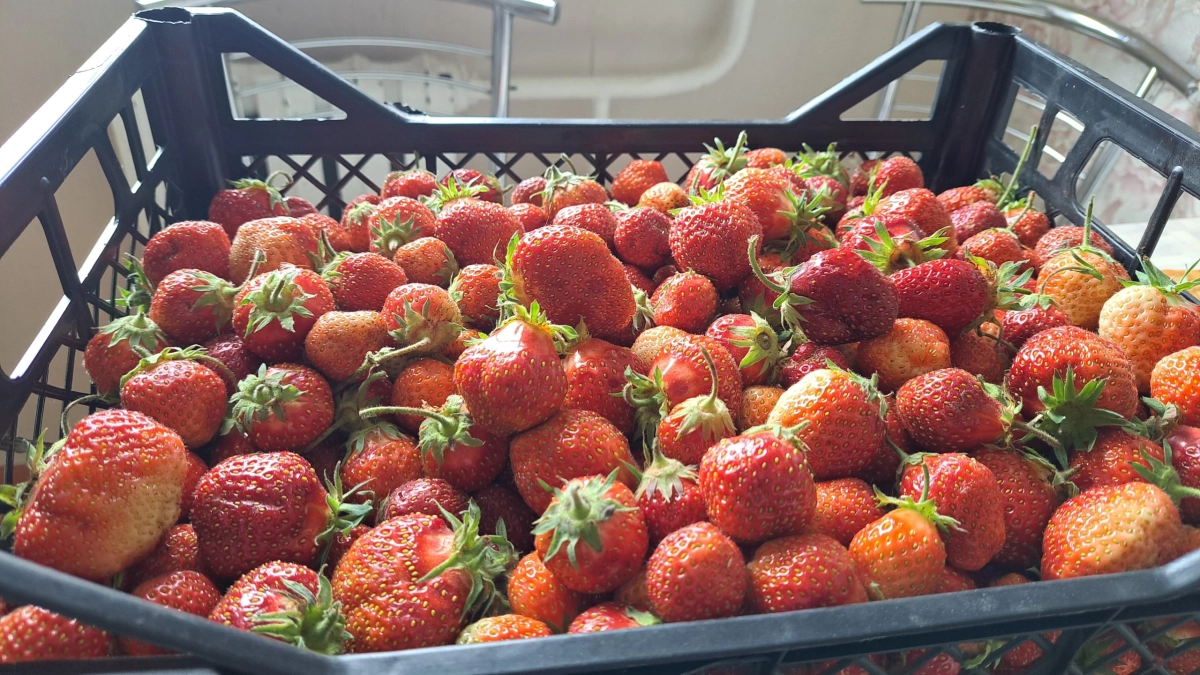 Две специи — и клубника уродит как никогда: секрет рекордного урожая, который знают единицы