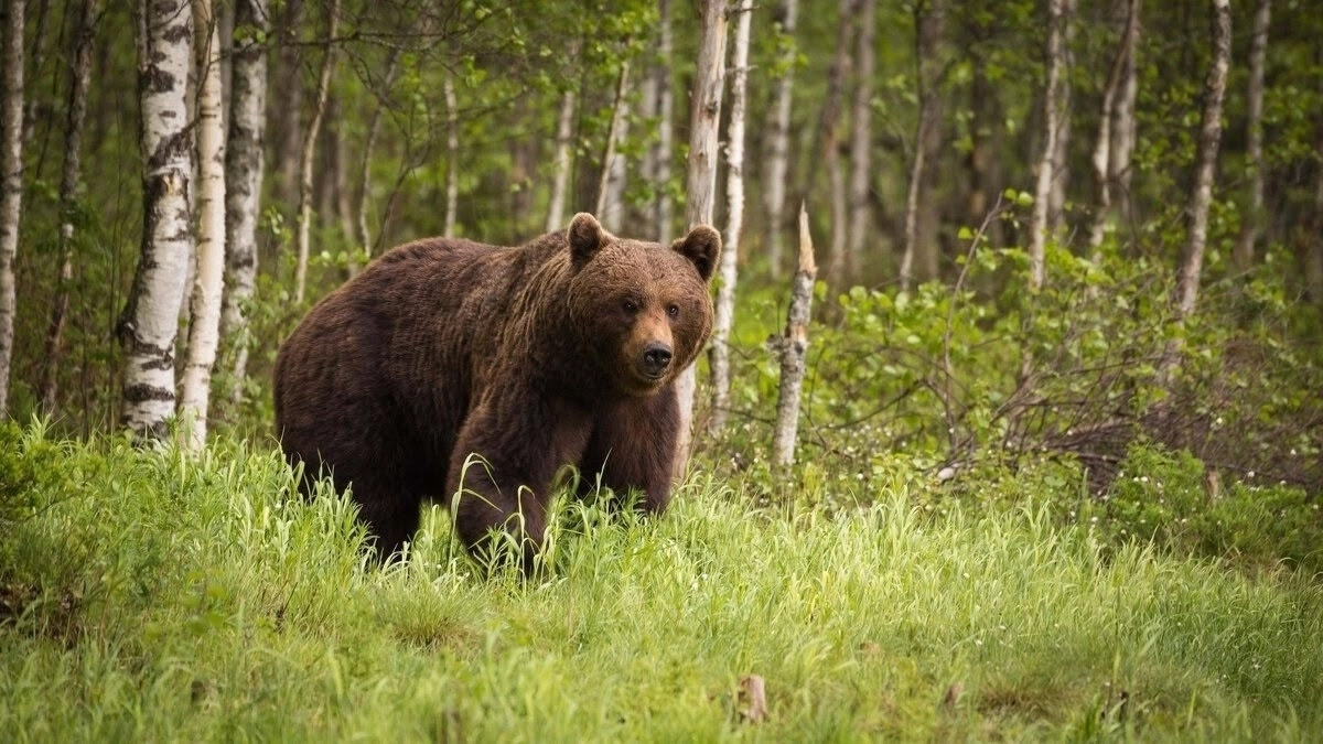  В Ярославле пройдет парад  медведей