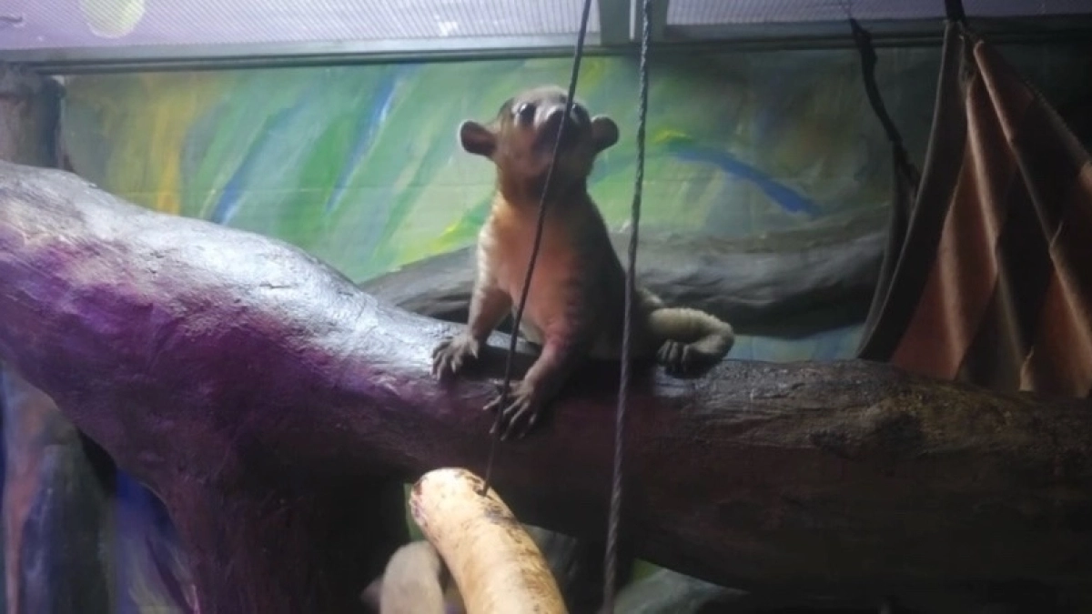 "Медовые мишки" в ярославском зоопарке стали родителями