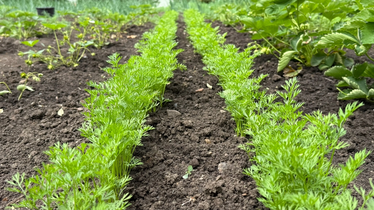 Посев моркови за 20 минут без прореживания: 3 проверенных способа — забудьте о муках на грядке