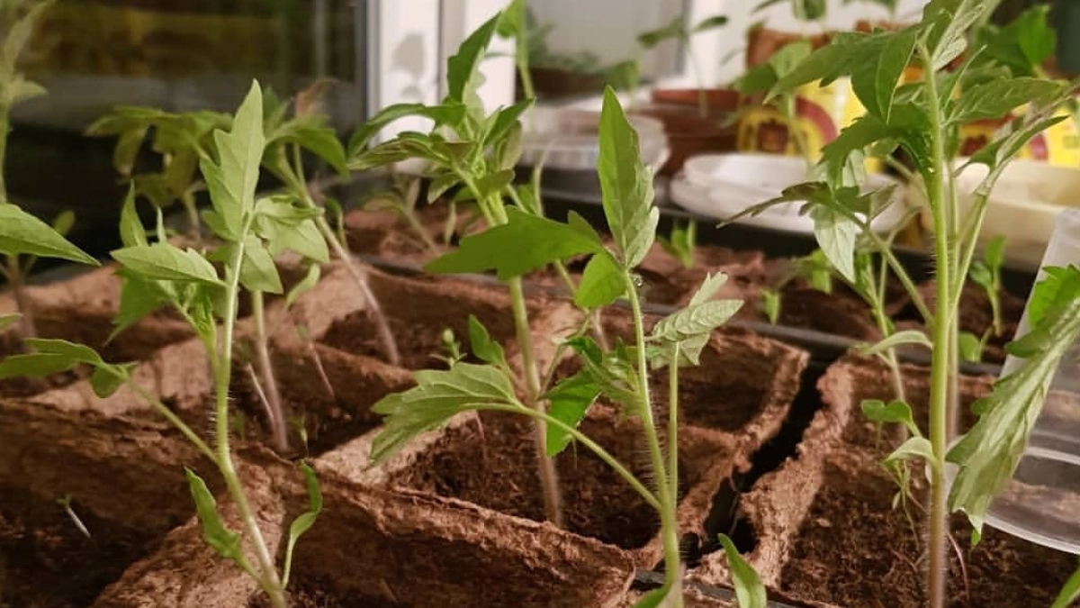 Рассада с мизинец толщиной: секреты крепкой рассады, которые не расскажут соседи — раскрываем все фишки