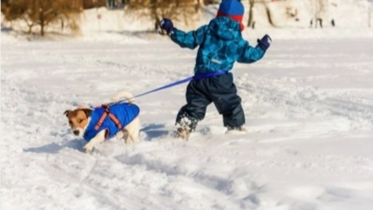 Ярославне залили глаза баллончиком при ребёнке из‑за собаки