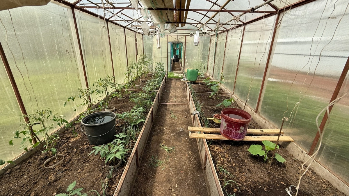 5 лет садила огурцы и помидоры рядом, а зря: эти пары растений нельзя сажать рядом — проверьте свои посадки