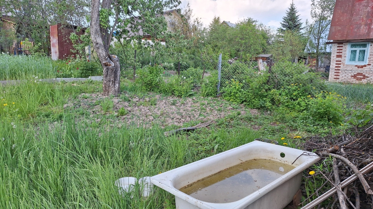 Что посадить у выгребной ямы: опытные дачники знают настоящее спасение от сырости 