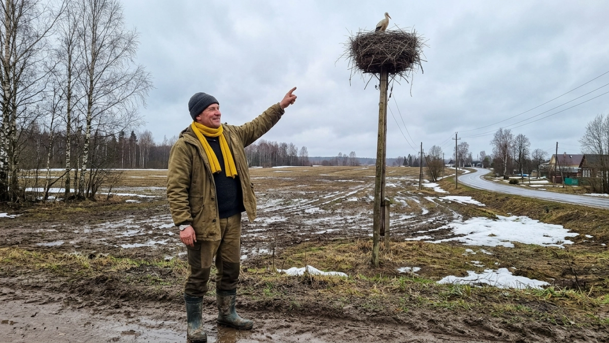 Аисты прилетели в Ярославскую область раньше срока — с середины марта
