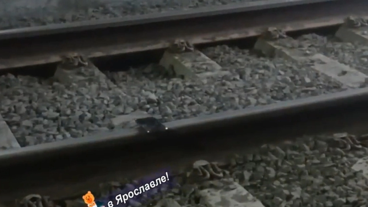 В Брагино из-за телефона остановилось движение трамваев